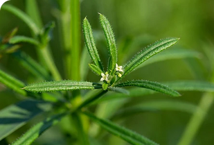Attaccamani (Galium aparine)