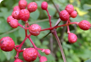 Corteccia di frassino spinoso